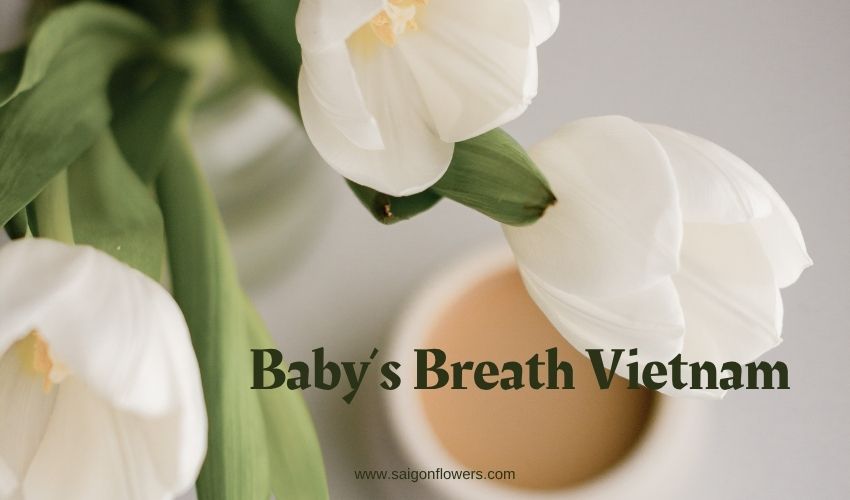 Baby’s Breath Vietnam – The Gentle Touch of Pure Love