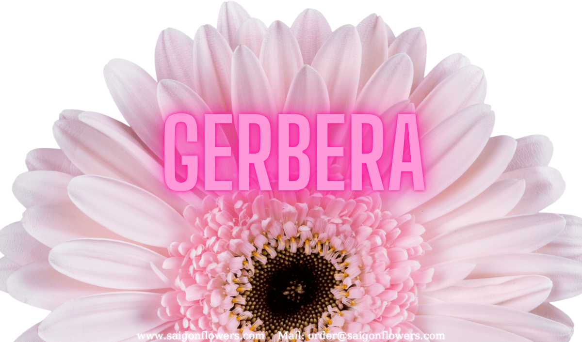 Flowers Delivery Nghe An