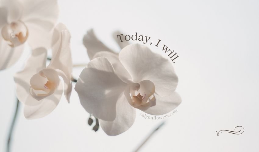 Orchid Delivery in Ho Chi Minh City