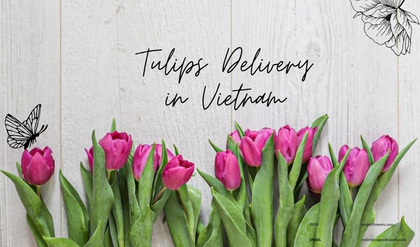 Tulips Delivery in Vietnam – Colorful Wishes from the Heart
