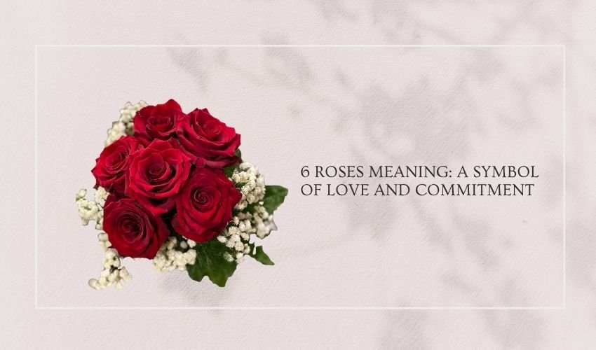6 Roses Meaning: A Symbol of Love and Commitment