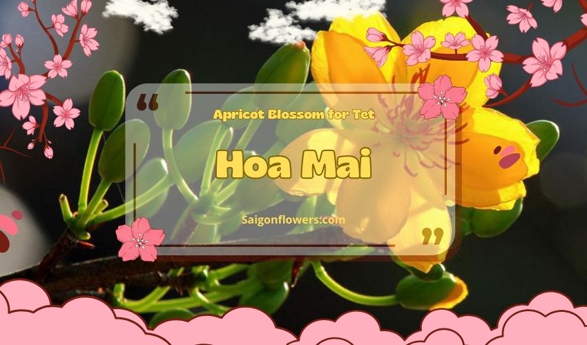 Apricot Blossom for Tet (Hoa Mai)