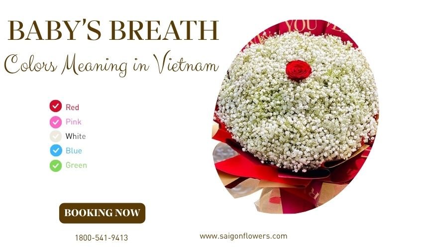 Baby’s Breath Colors Meaning in Vietnam