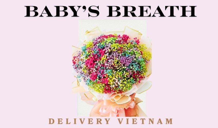 Baby’s Breath Delivery Vietnam