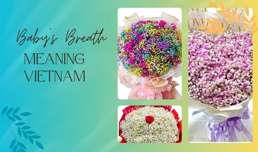 Baby’s Breath Meaning Vietnam