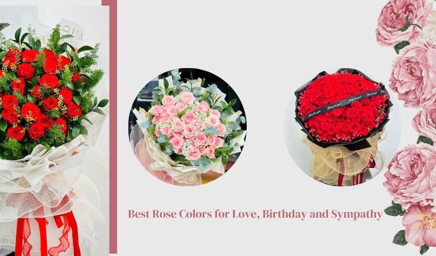 Best Rose Colors for Love, Birthday and Sympathy