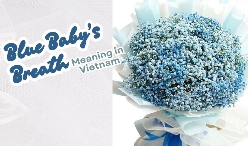 Blue Baby’s Breath Meaning in Vietnam