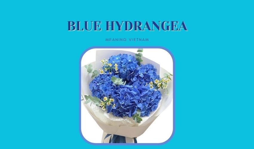 Blue Hydrangea Meaning Vietnam