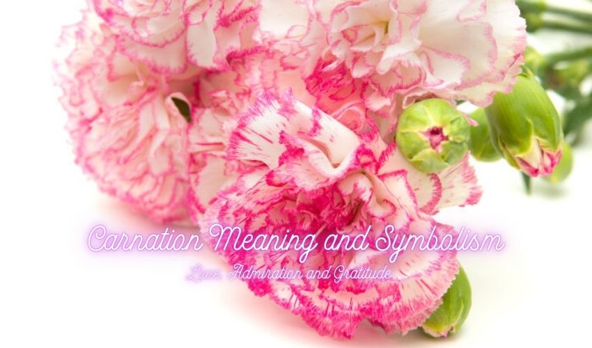 Carnation Meaning and Symbolism: Love, Admiration and Gratitude
