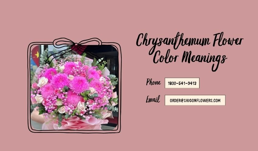 Chrysanthemum Flower Color Meanings