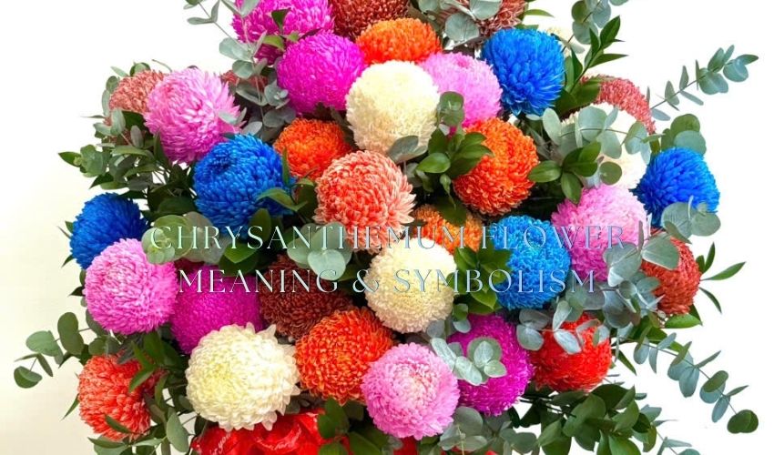 Chrysanthemum Flower Meaning & Symbolism
