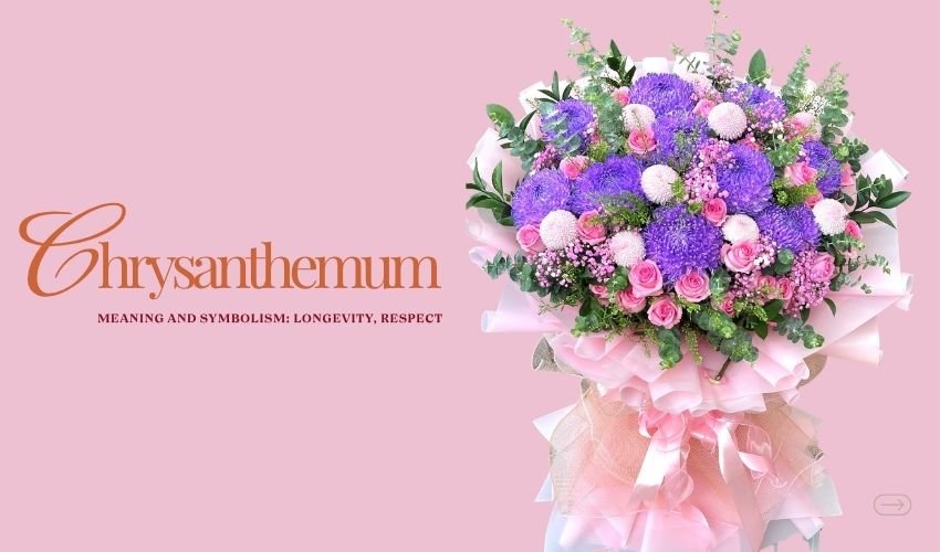 Chrysanthemum Meaning and Symbolism: Longevity, Respect