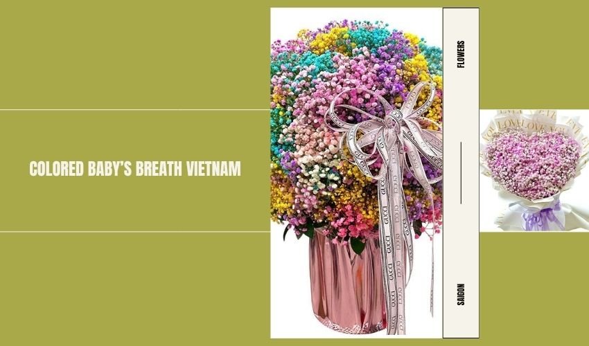Colored Baby’s Breath Vietnam