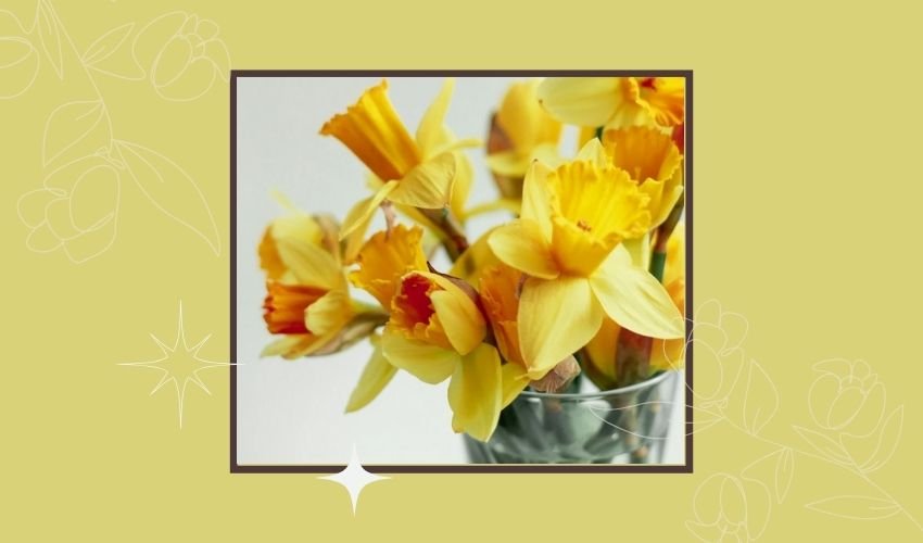 Daffodil Meaning and Symbolism: Hope, Renewal and New Beginnings
