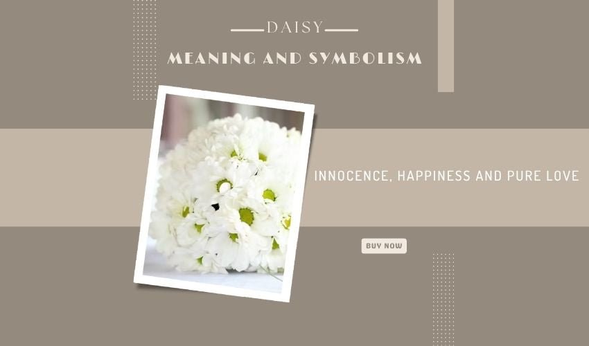 Daisy Meaning and Symbolism: Innocence, Happiness and Pure Love
