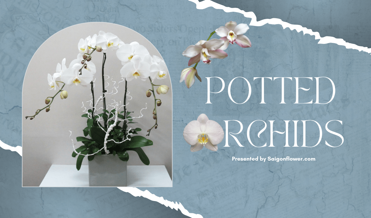 Flowers Delivery Bac Giang