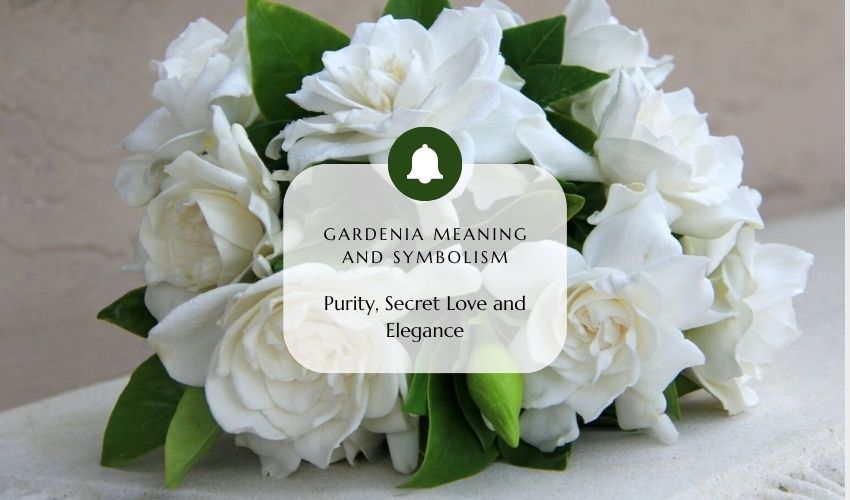 Gardenia Meaning and Symbolism: Purity, Secret Love and Elegance