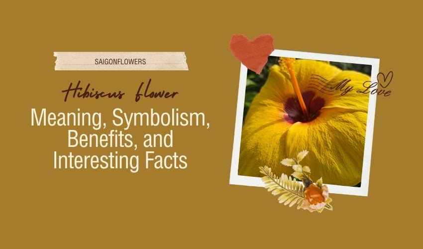 Hibiscus Flower: Meaning, Symbolism, Benefits, and Interesting Facts