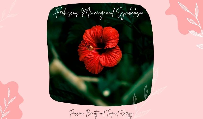 Hibiscus Meaning and Symbolism: Passion, Beauty and Tropical Energy