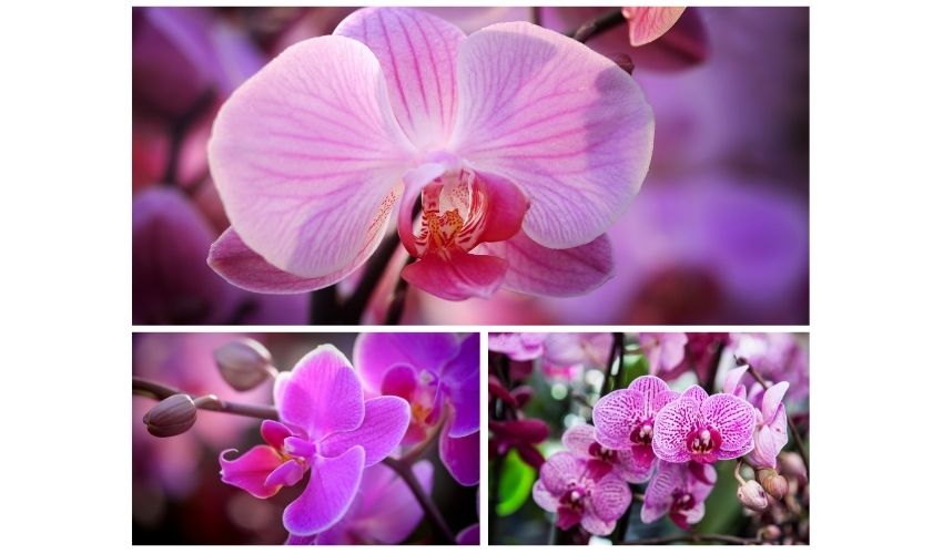 How Long Do Phalaenopsis Orchids Last?