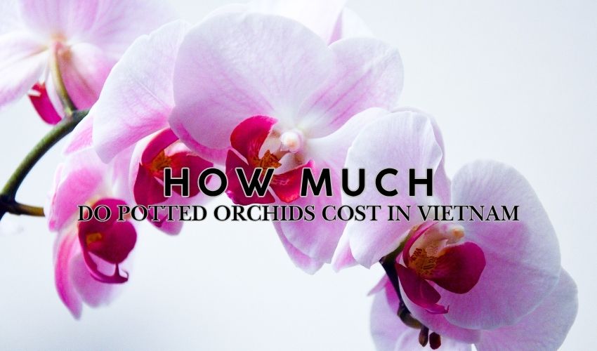 How Much Do Potted Orchids Cost in Vietnam?