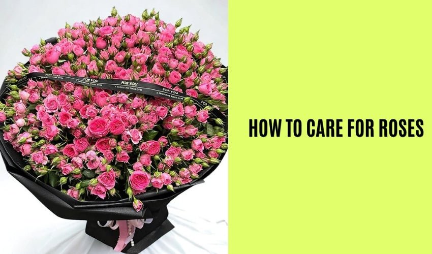 How to Care for Roses