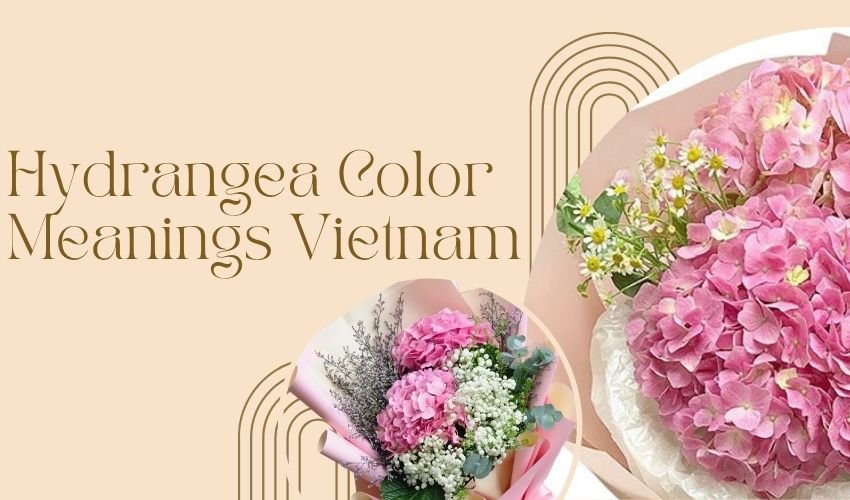 Hydrangea Color Meanings Vietnam