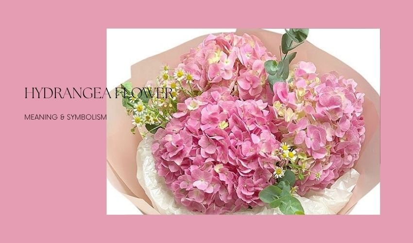 Hydrangea Flower Meaning & Symbolism