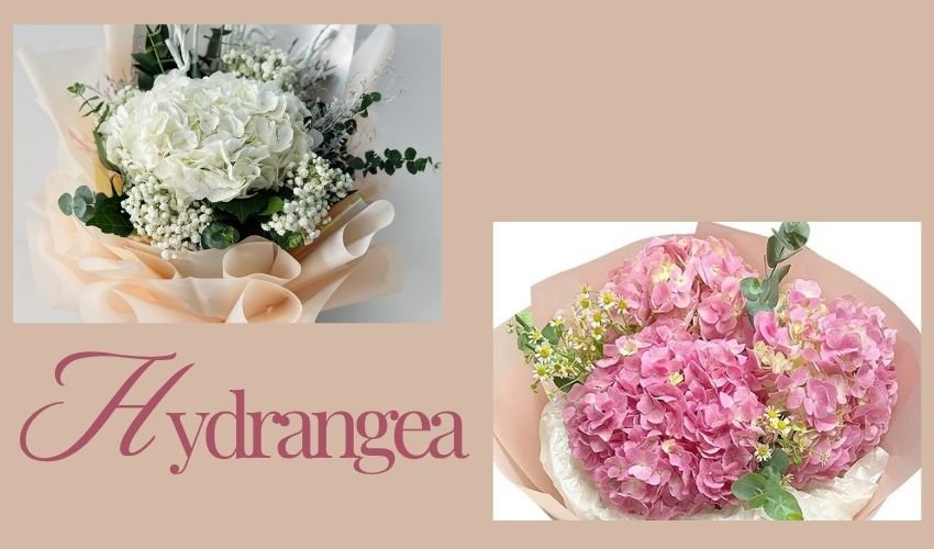 Hydrangea Meaning and Symbolism: Gratitude, Grace and Emotional Depth