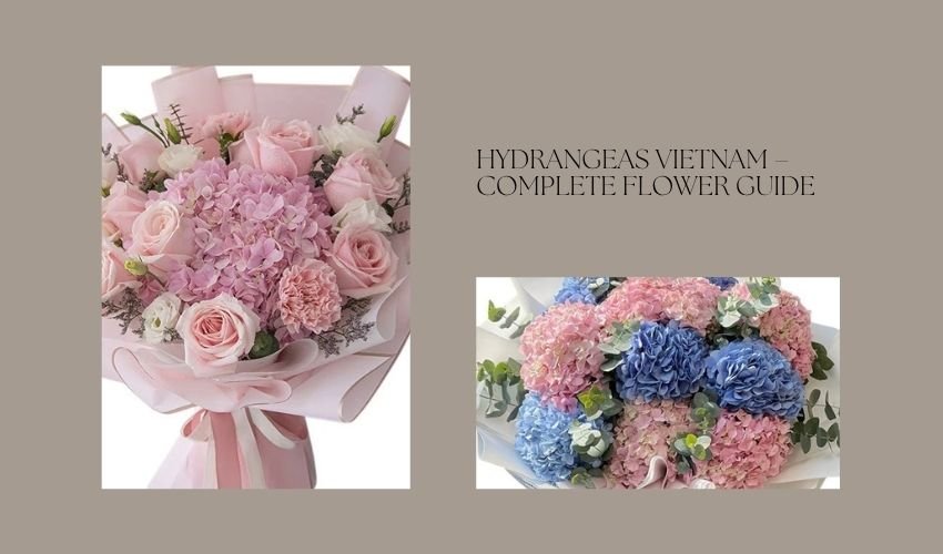 Hydrangeas Vietnam – Complete Flower Guide
