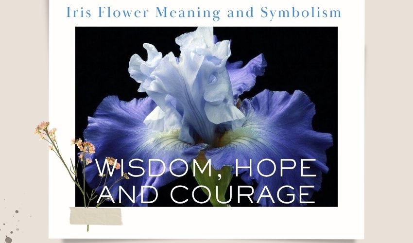 Iris Flower Meaning and Symbolism: Wisdom, Hope and Courage
