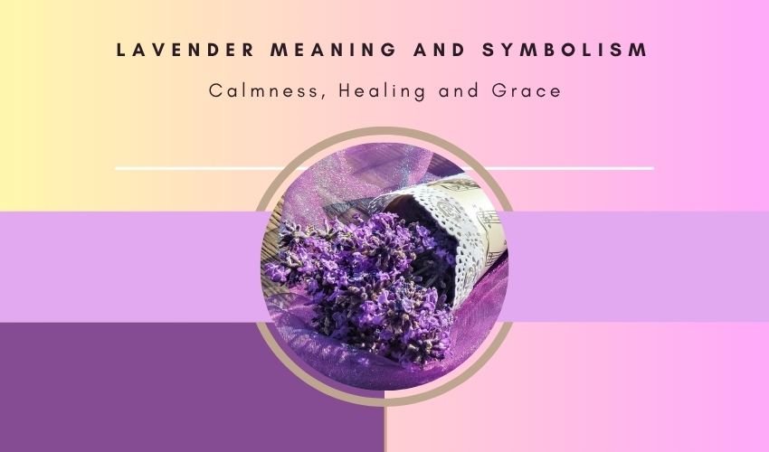 Lavender Meaning and Symbolism: Calmness, Healing and Grace