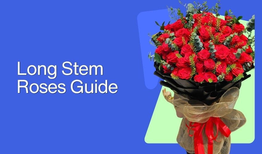 Long Stem Roses Guide