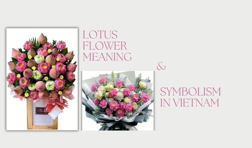 Lotus Flower Meaning & Symbolism in Vietnam