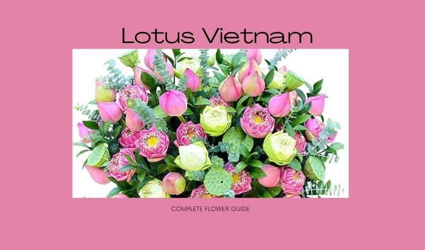 Lotus Vietnam – Complete Flower Guide