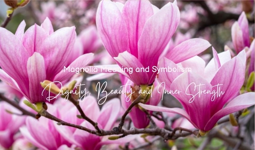 Magnolia Meaning and Symbolism: Dignity, Beauty and Inner Strength