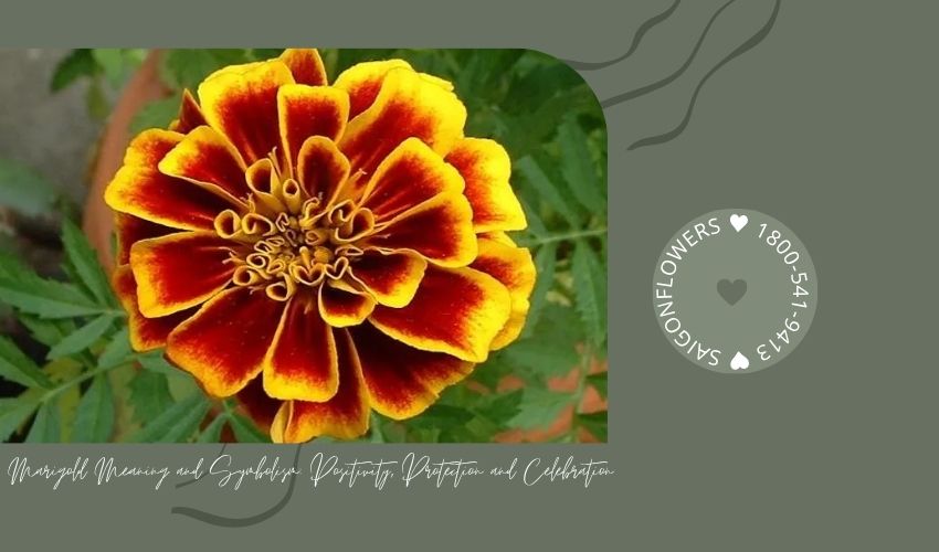 Marigold Meaning and Symbolism: Positivity, Protection and Celebration