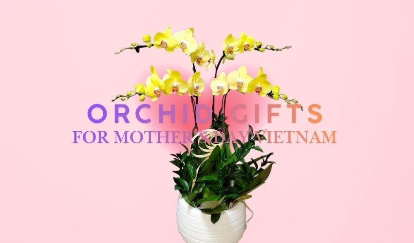 Orchid Gifts for Mother’s Day Vietnam