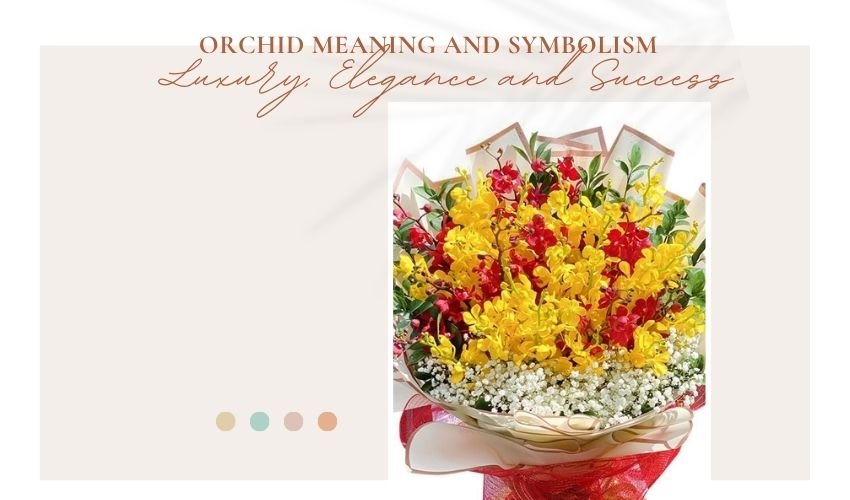 Orchid Meaning and Symbolism: Luxury, Elegance and Success
