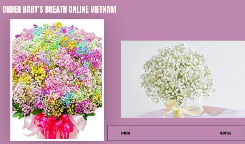 Order Baby’s Breath Online Vietnam