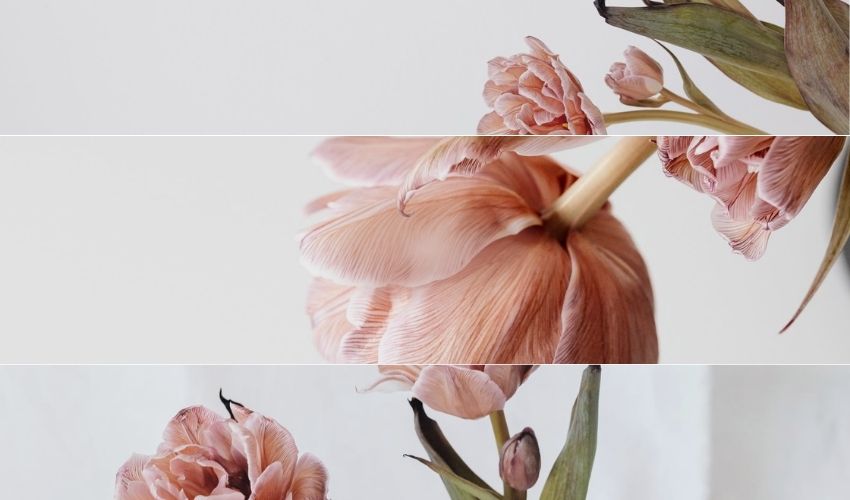 Peony Flower Bouquets in Vietnam