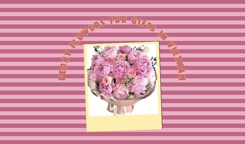 Peony Flowers for Gifts in Vietnam