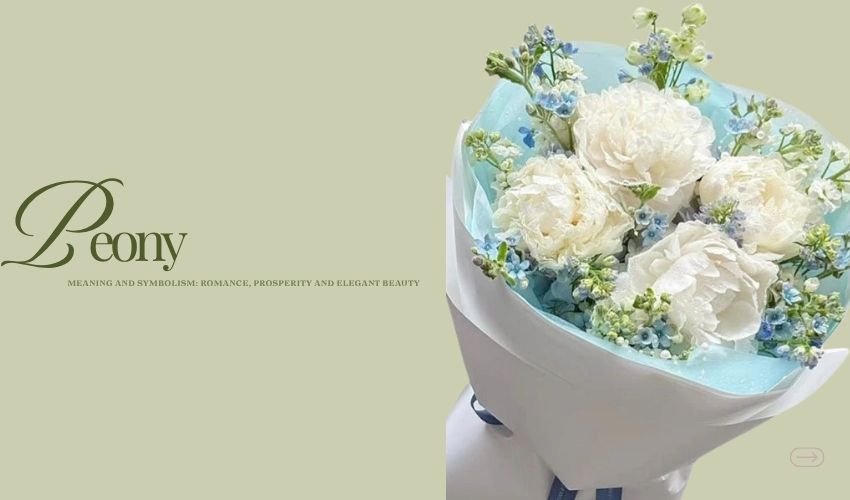 Peony Meaning and Symbolism: Romance, Prosperity and Elegant Beauty