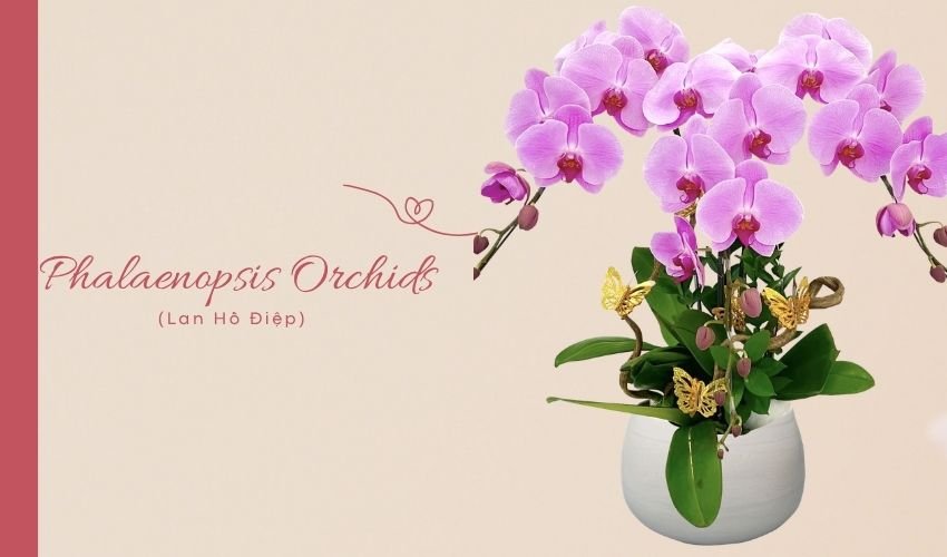 Phalaenopsis Orchids (Lan Hồ Điệp): Meaning, Care & Uses