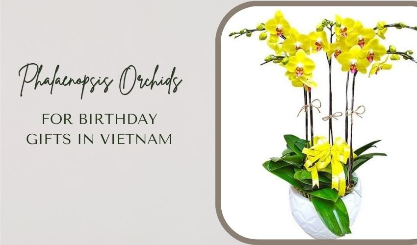 Phalaenopsis Orchids for Birthday Gifts in Vietnam