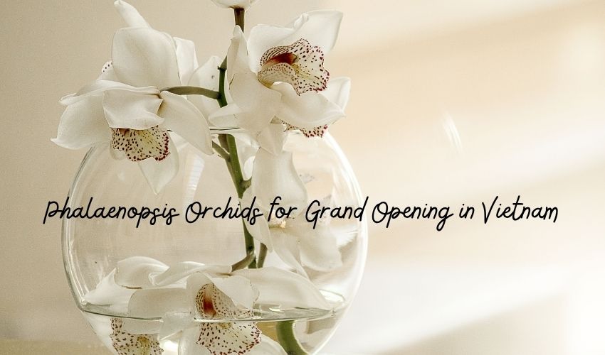 Phalaenopsis Orchids for Grand Opening in Vietnam