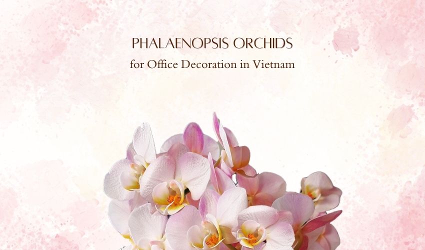 Phalaenopsis Orchids for Office Decoration in Vietnam