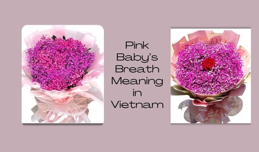Pink Baby’s Breath Meaning in Vietnam
