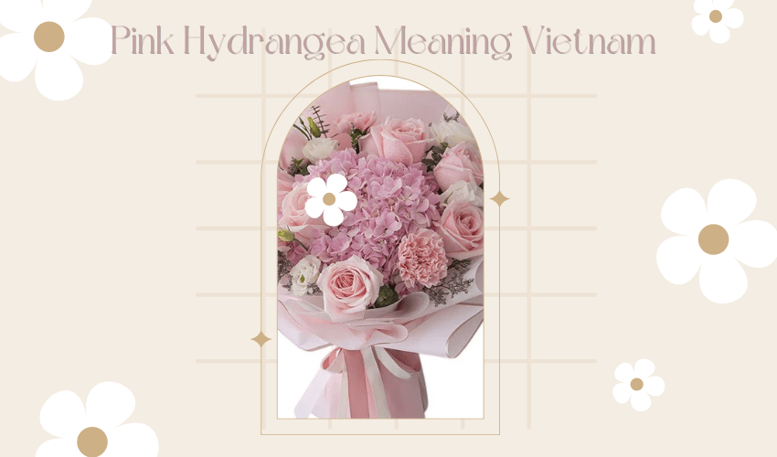 Pink Hydrangea Meaning Vietnam
