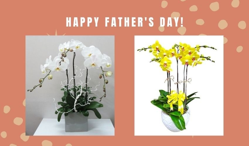 Potted Orchids for Father’s Day Vietnam